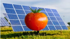 トマトのリコピンを太陽電池に練り込むと発電効率が上がると判明の画像 2/3