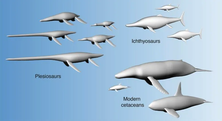 本研究で作成した首長竜や魚竜、クジラ類の3Dモデル