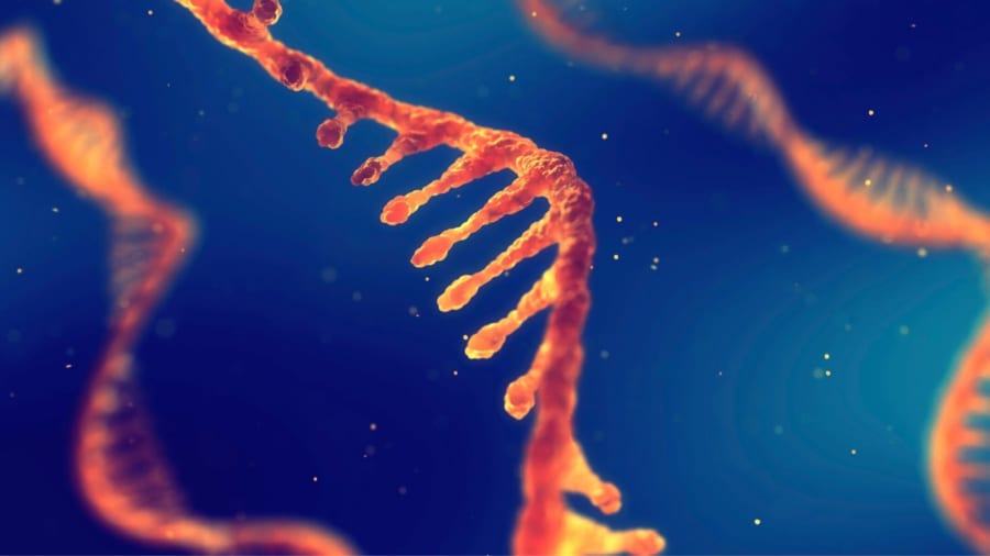 生命の起源に迫る発見　アミノ酸は酵素なしにRNAだけでも重合すると判明