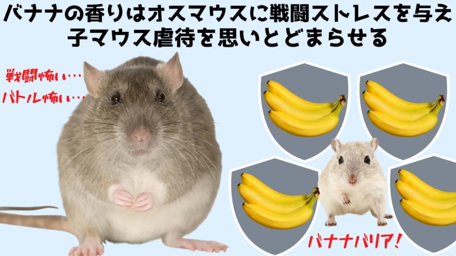 バナナの香りにはオスマウスの児童虐待を防ぐ効果がある