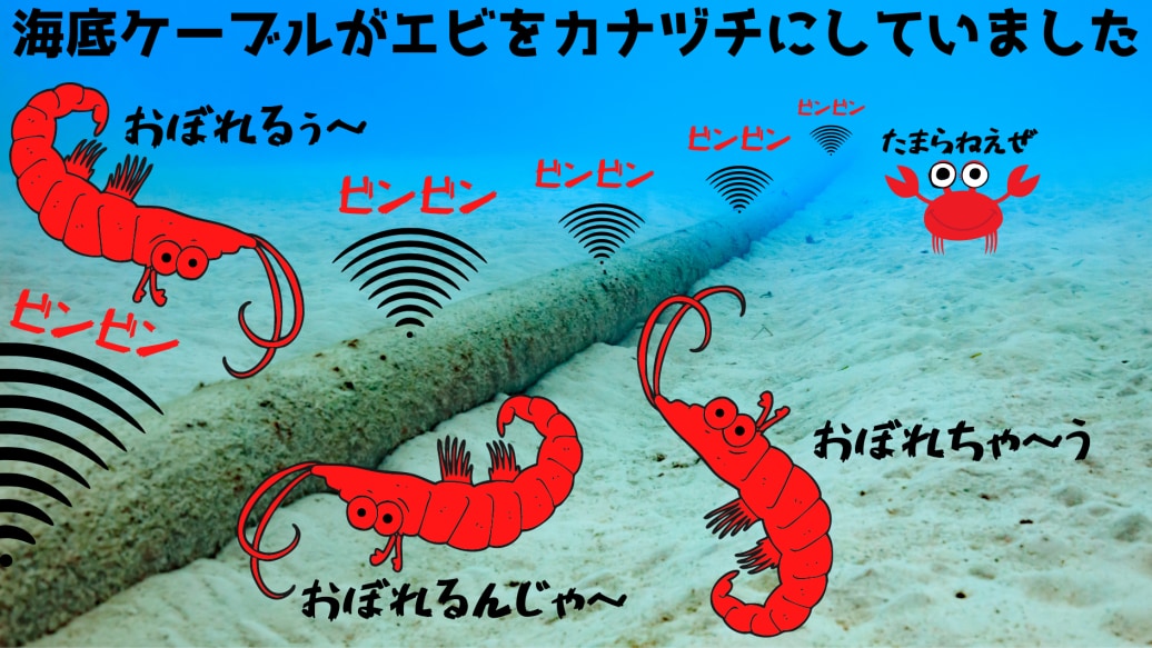 海底ケーブルがエビをカナヅチにしていました。※エビのなかで大型で歩行性のものがロブスターになります