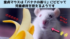 童貞マウスは「バナナの香り」にビビッて児童虐待しなくなると判明