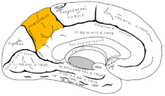 オレンジ色の所が楔前部（左大脳半球の内側面、右側が前頭葉）