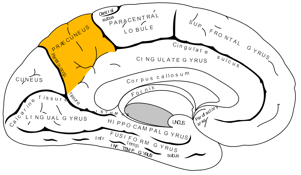 オレンジ色の所が楔前部（左大脳半球の内側面、右側が前頭葉）