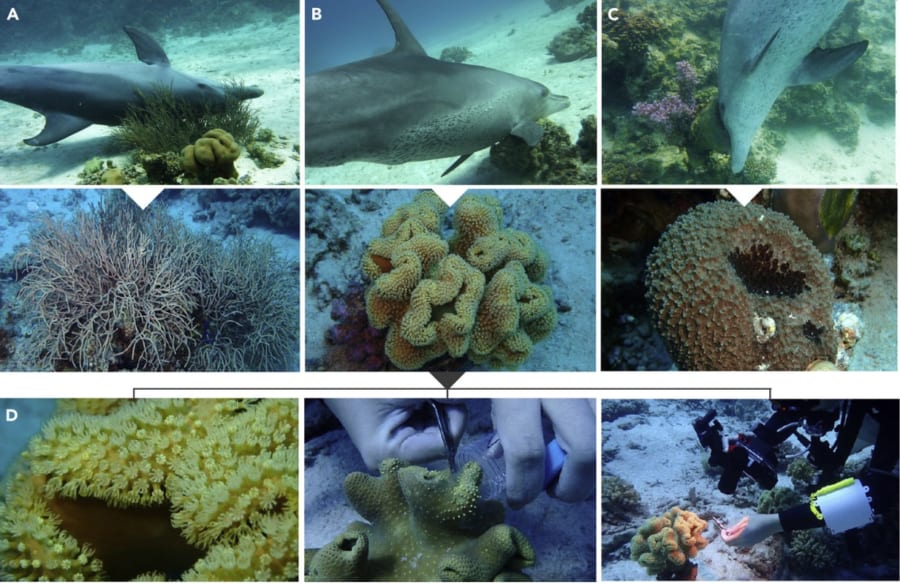 サンゴや海綿動物のサンプルを分析