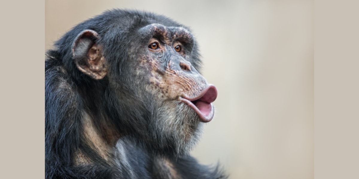チンパンジーの「夜間勃起」を初観察