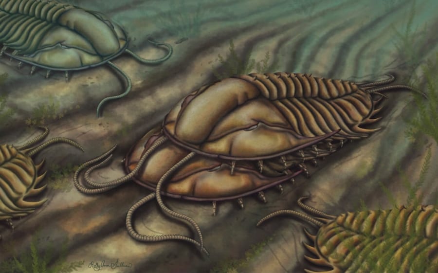 5億年前の「三葉虫の交尾方法」をついに解明！