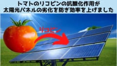 トマトのリコピンを太陽電池に練り込むと発電効率が上がると判明の画像 1/3