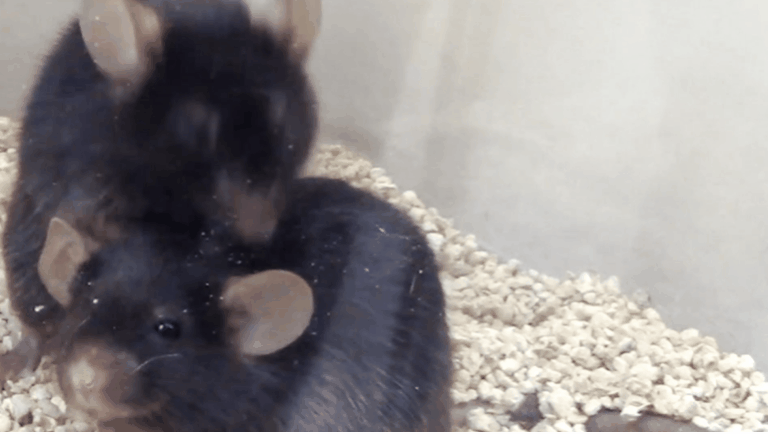 マウスは仲間と毛づくろいを通して優しい「タッチ」の送り合いをしている