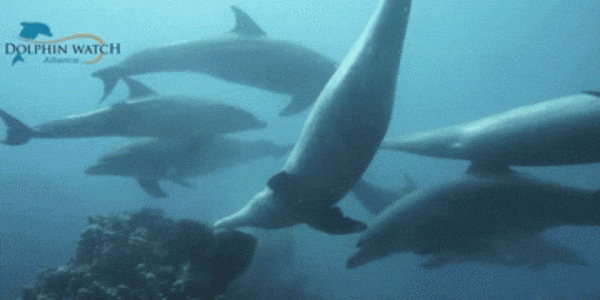 イルカの群れが次々にサンゴや海綿動物に体をこすりつける