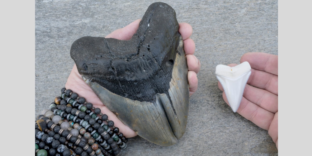 メガロドン（左）とホオジロザメ（右）の歯の比較