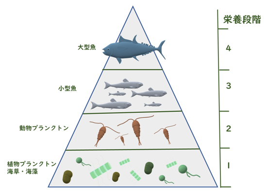食物連鎖のピラミッドと栄養レベル