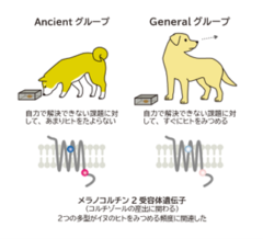 日本の柴犬や秋田犬、シベリアンハスキーなどはオオカミに近い種だと考えられている