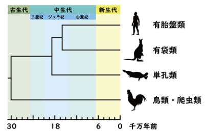 主要な哺乳類の系統関係と分岐年代