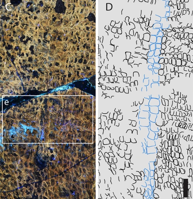 化石に見つかった「臍孔」の痕跡（右の青い部分がそれを示す）