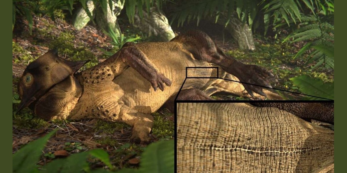 プシッタコサウルスの腹部に「おへそ」の痕跡を発見