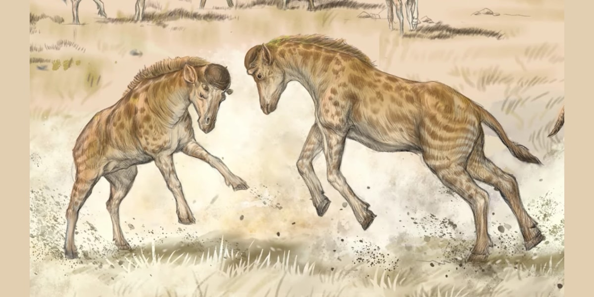 首の短い絶滅キリンの化石を発見