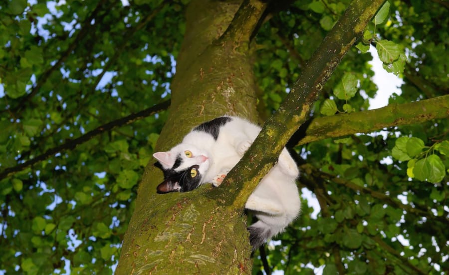 木に体を擦りつけるネコ