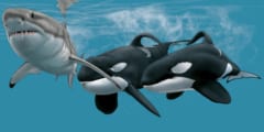 シャチの「殺し屋コンビ」がホオジロザメを消し回っている
