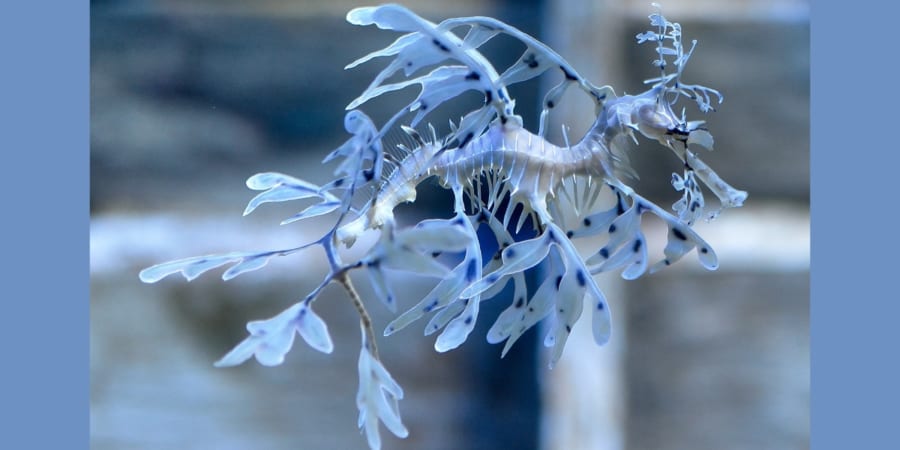海藻のような肢は背骨の変化 奇抜な見た目のシードラゴンをゲノム解析 ナゾロジー