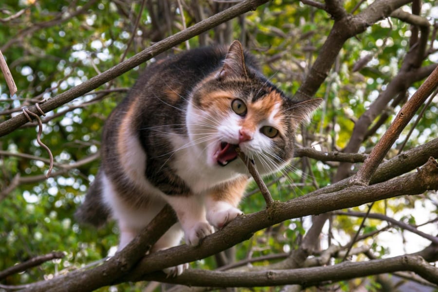 枝を噛むネコ
