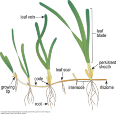 P. オーストラリスの「地下茎」による繁殖法