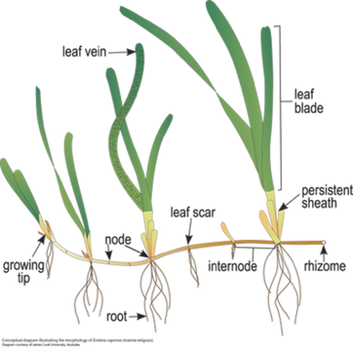 P. オーストラリスの「地下茎」による繁殖法