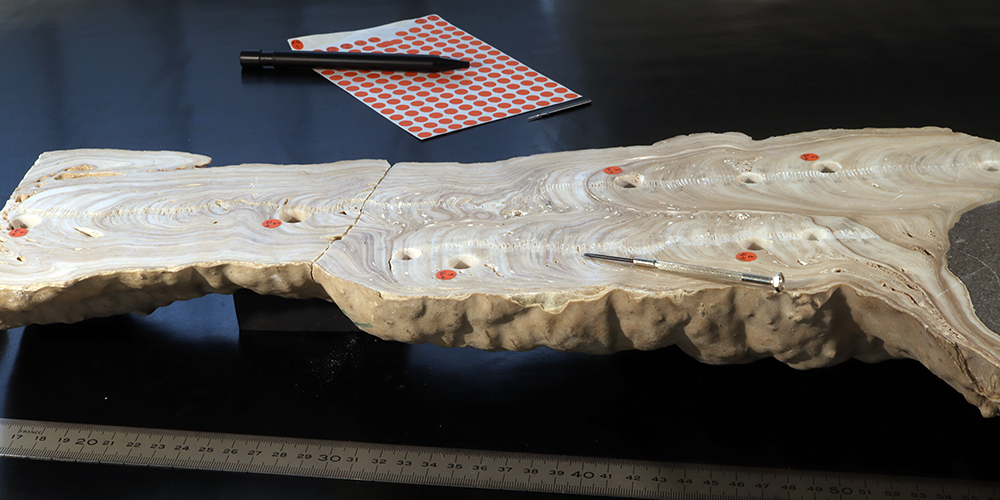 調査した石筍層（穴は同位体分析のため、サンプルを採取した跡）