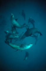 天敵のいない深海で泳ぐカリフォルニアアシカの群れ