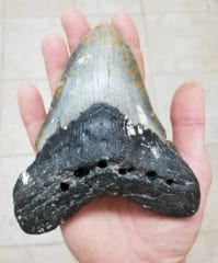 メガロドンの歯の化石