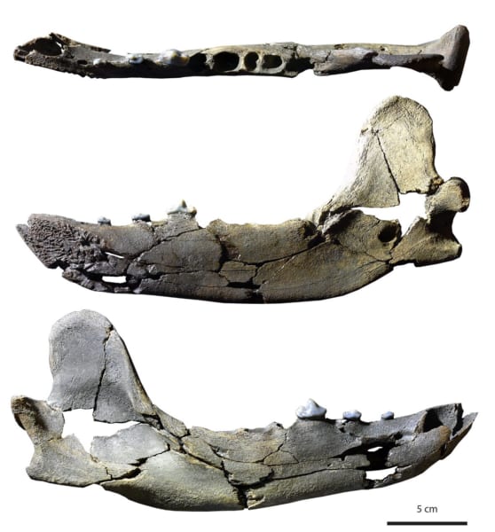 新種の下顎の化石