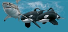 ホオジロザメを狙うポートとスターボードのイメージ画