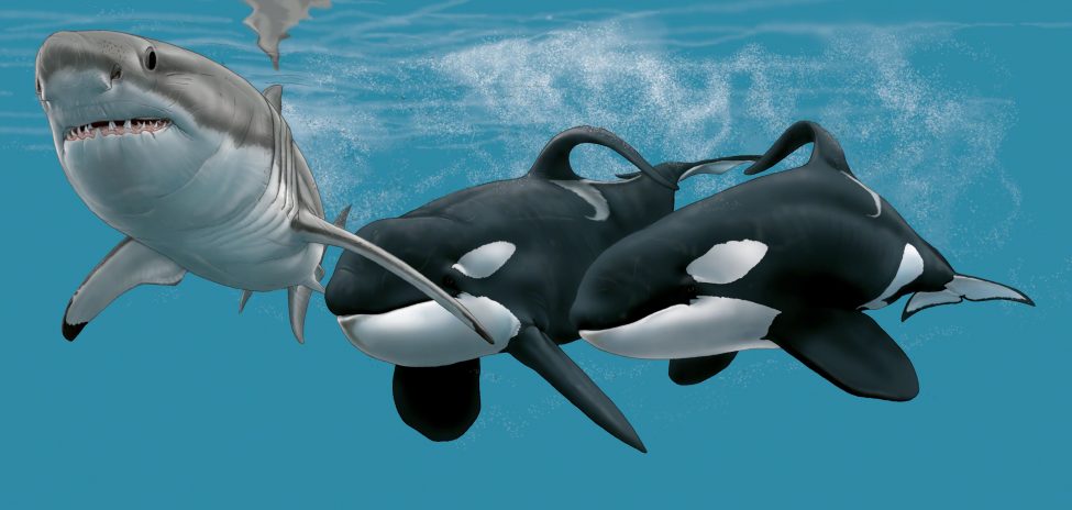 ホオジロザメを狙うポートとスターボードのイメージ画
