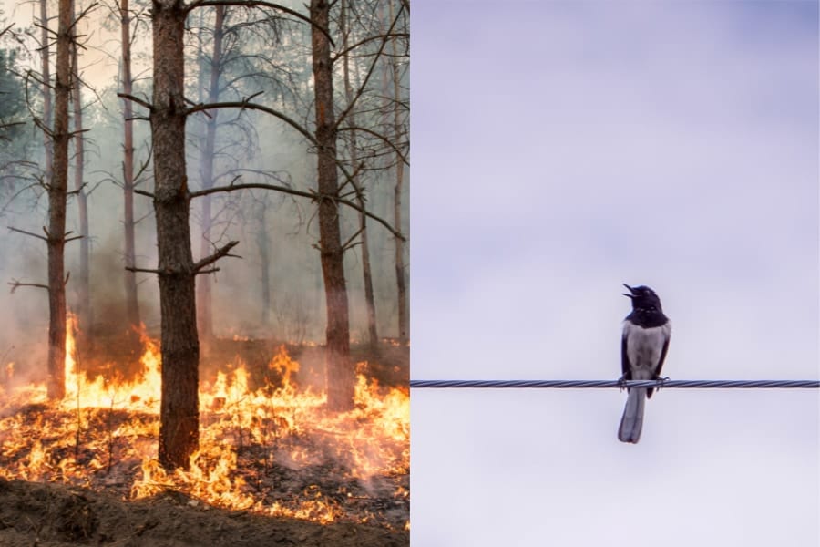 電線で「感電死した鳥」が山火事の火種になっていた！