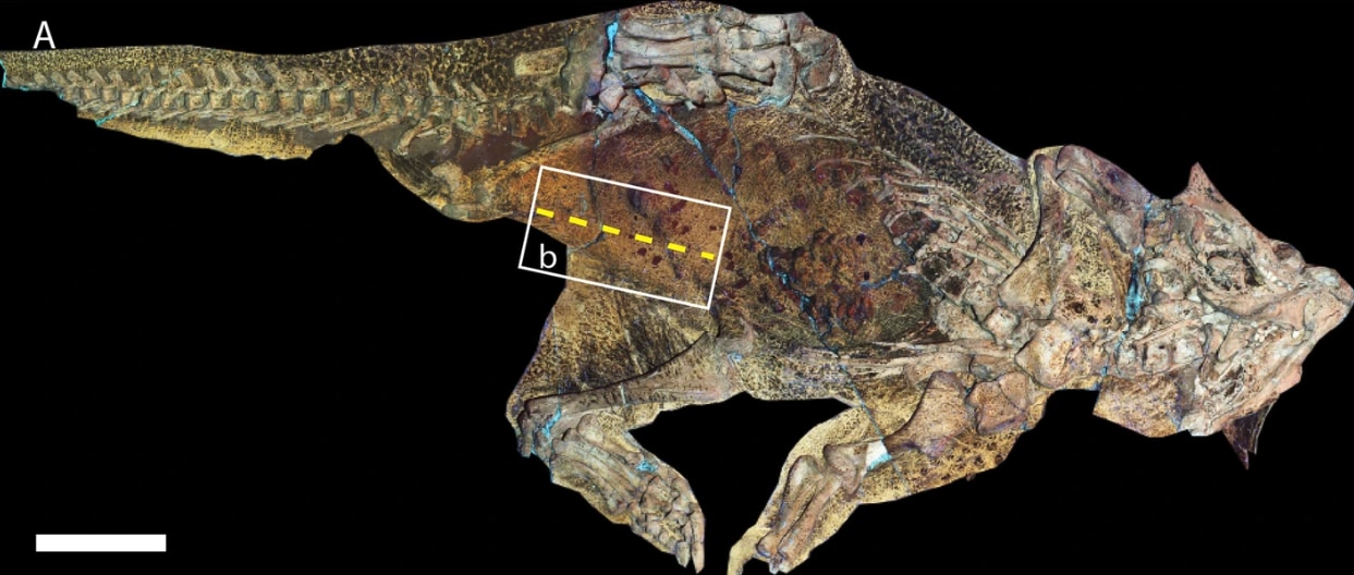 プシッタコサウルスの化石標本と「おへそ」部分（黄色の点線）