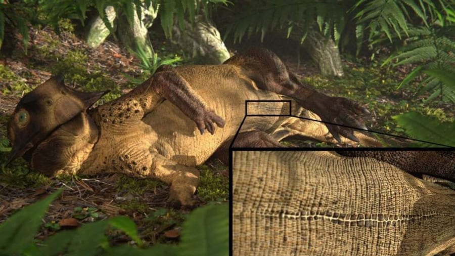 史上初、恐竜の化石に「おへそ」の痕跡を発見！　いや待って爬虫類のおへそって何？