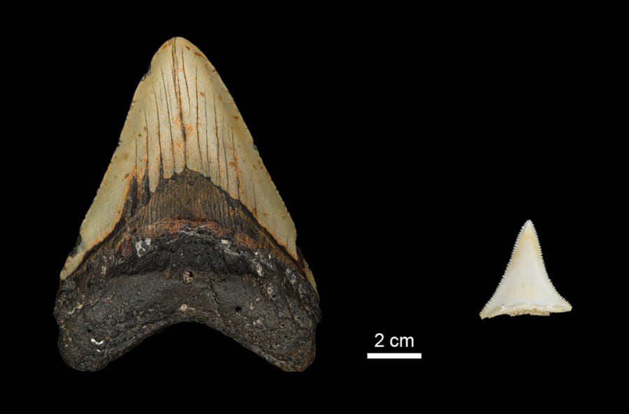 メガロドンの歯（左）とホオジロザメの歯（右）