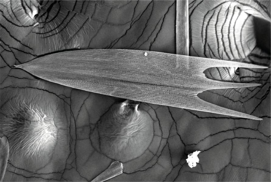 サクサン（ヤママユガ科）の翅の拡大図、中央が吸音性を持つ鱗粉