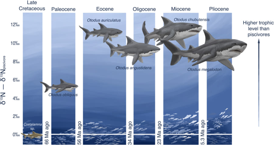 メガロドンの属する「オトドゥス科」の進化の変遷（約6600万年〜530万年前）
