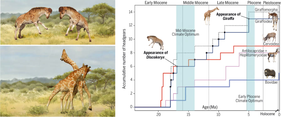 D. シエジーは約1700万年前に、現生キリンは約500万年前に出現