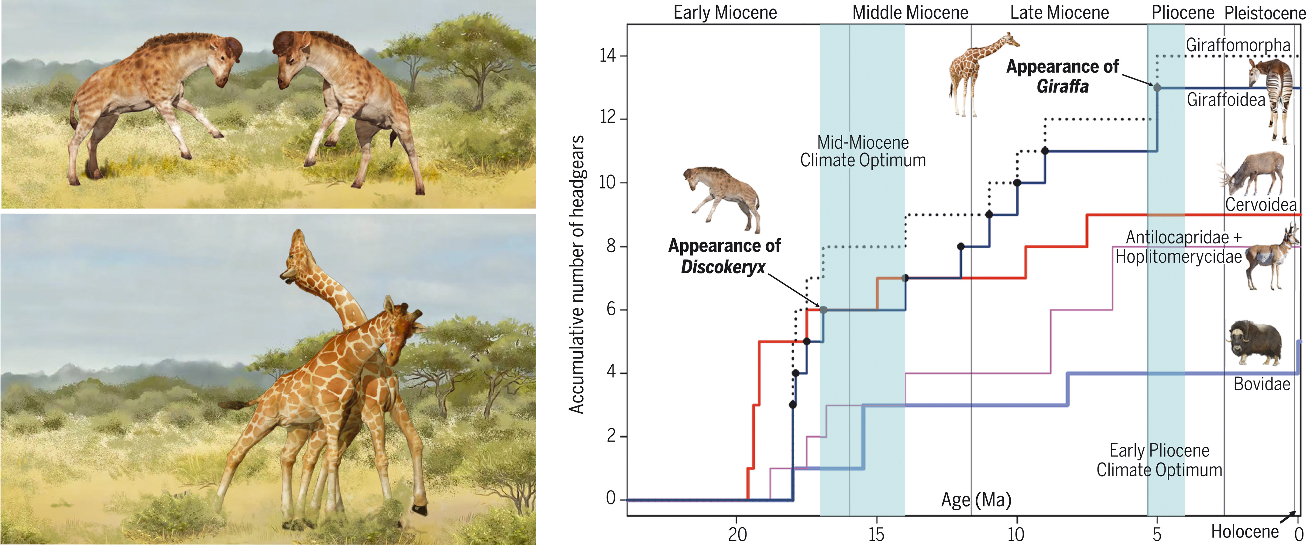 D. シエジーは約1700万年前に、現生キリンは約500万年前に出現