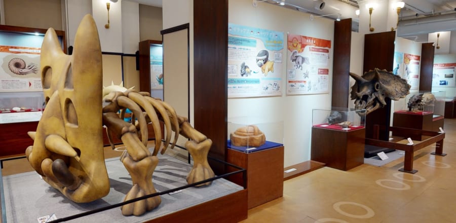 （左手前）トリデプスのイメージ骨格模型, （右奥）トリケラトプスの骨格模型