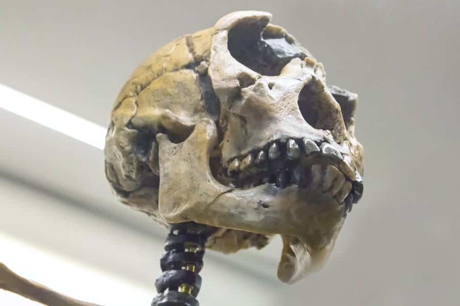 ネアンデルタール人の男性の頭蓋骨