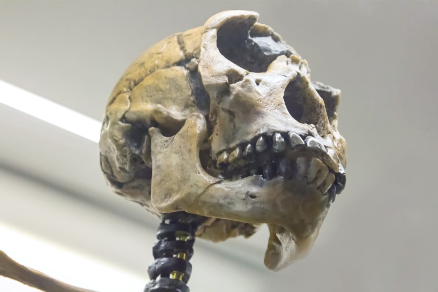 ネアンデルタール人の男性の頭蓋骨