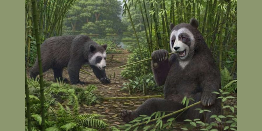 パンダはいつから笹を食べ始めたのか 600万年前の祖先から竹を掴むため進化した指を確認 ナゾロジー