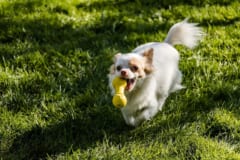 黄色いオモチャで遊ぶ犬