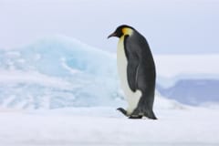 2050年前にコウテイペンギンの7割が消える？