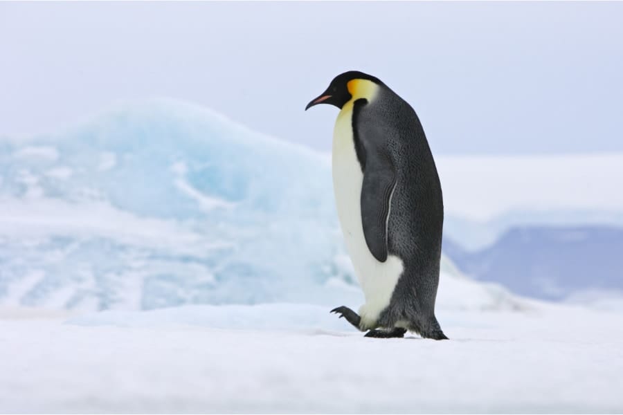 温暖化に追いつかない！ペンギンの進化スピードが大幅に減速していると判明