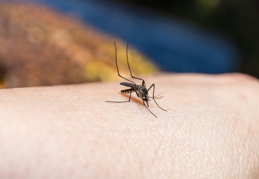 ウイルスに感染すると、蚊が好むアセトフェノンが10倍も多く作り出される
