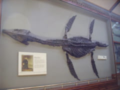 ロンドン自然史博物館に展示されているプレシオサウルスの化石とアニングの解説文